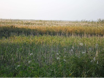 表面流人工濕地